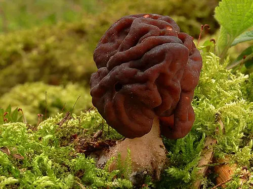Another view of False Morel