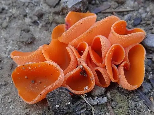 Another view of Orange Peel Fungus