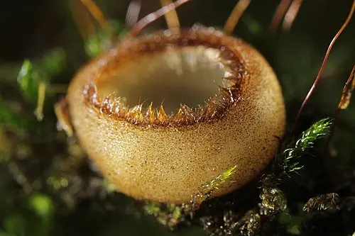 Glazed Cup