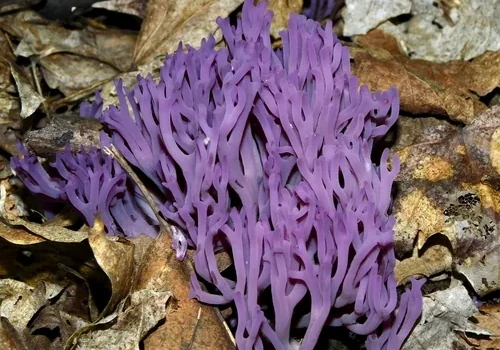 Amethyst Coral