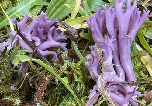 Another view of Amethyst Coral