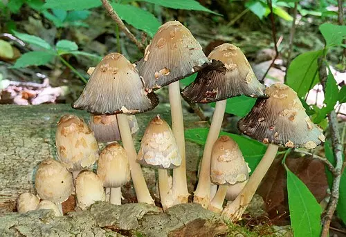 Another view of Scaly Ink Cap