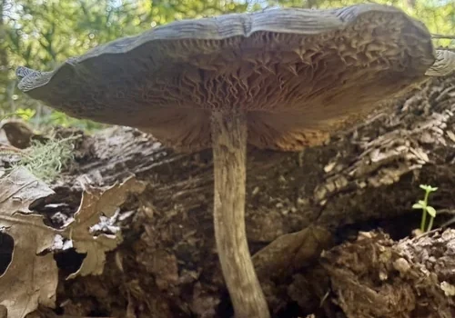 Western Deer Mushroom