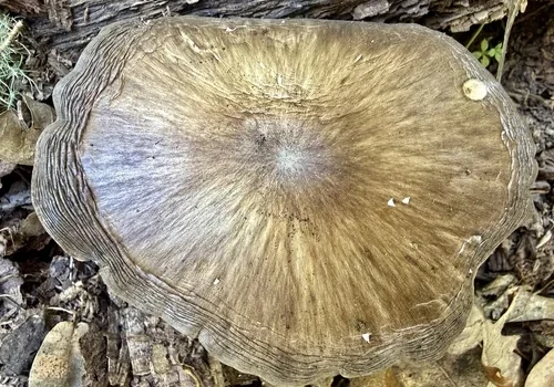 Another view of Western Deer Mushroom