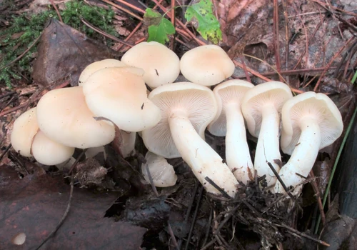 Clustered Blewit