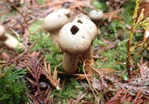 Netty's Puffball