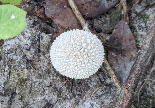 Rimmed Puffball