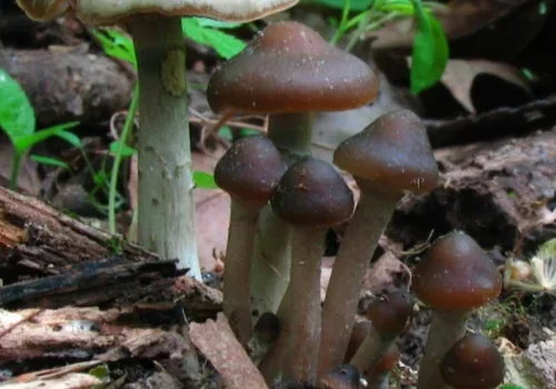 Ovoid Psilocybe