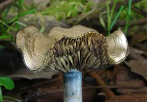 Another view of Ovoid Psilocybe