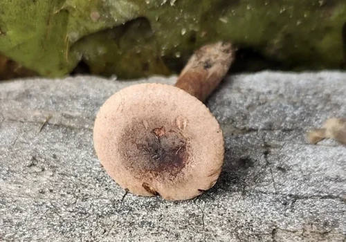 Changing Milkcap