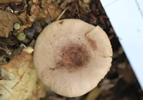 Another view of Changing Milkcap