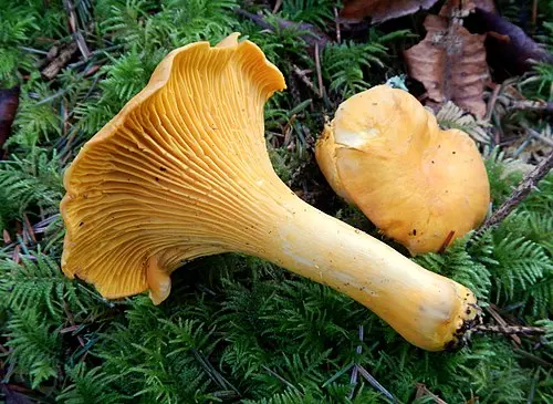 Pacific Golden Chanterelle