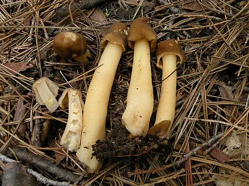 Another view of Conic Morel