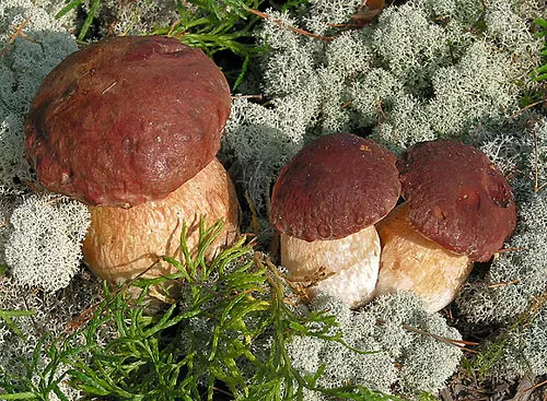 Pine Bolete