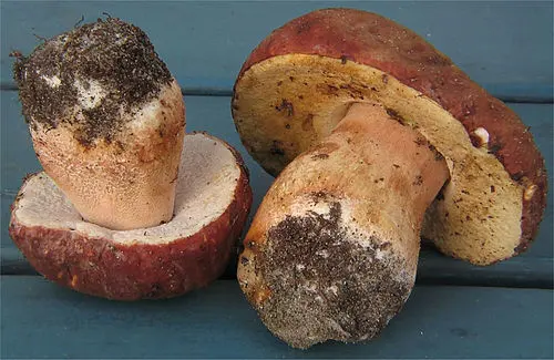 Another view of Pine Bolete