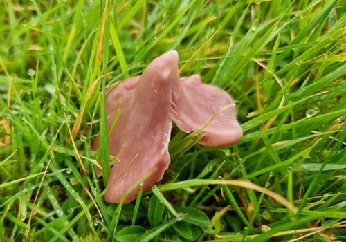 Pink Waxcap