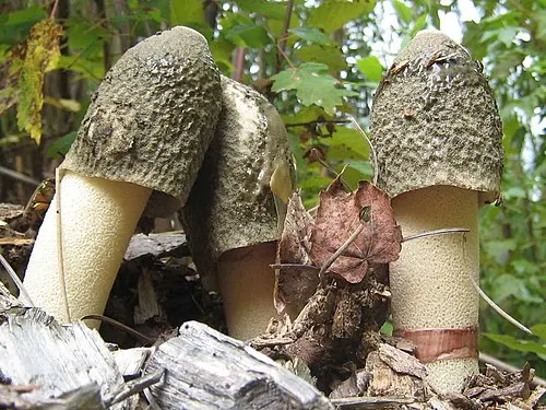 Another view of Ravenel's Stinkhorn