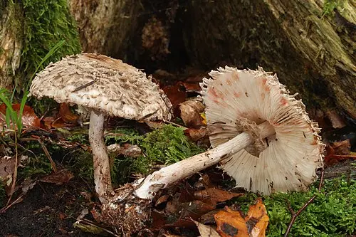 Shaggy Parasol