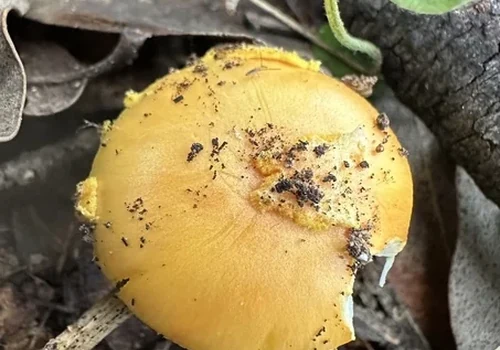 Vermilion Grisette