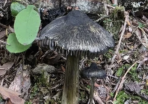 Black-fibrilled Waxcap