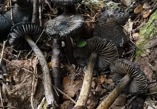 Another view of Black-fibrilled Waxcap