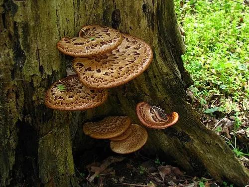Dryad's Saddle