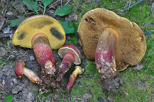 Another view of Two-colored Bolete