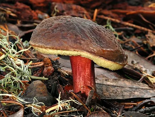 Zeller's Bolete