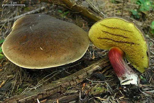 Another view of Zeller's Bolete