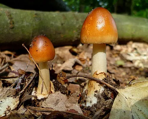 Tawny Grisette