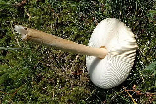 Another view of Tawny Grisette