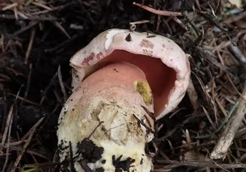 Red-pored Bolete