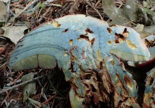 Another view of Red-pored Bolete