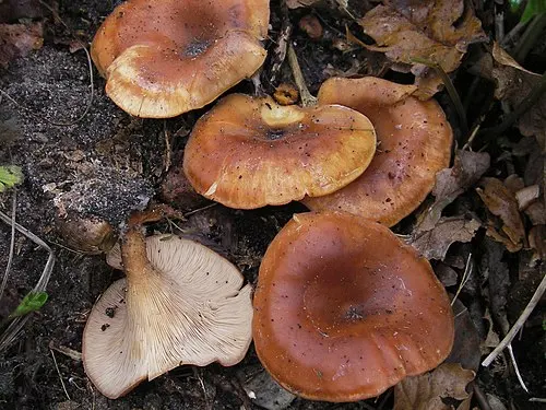 Tawny Funnel Cap