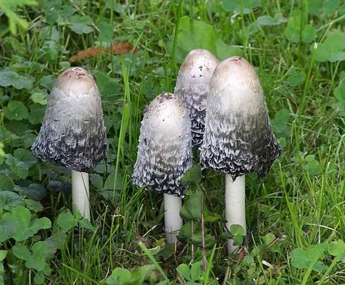 Another view of Shaggy Inkcap