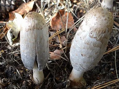 Another view of Shaggy Inkcap