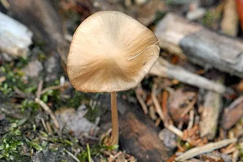 Rooting Shank