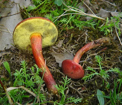 Another view of Ruby Bolete