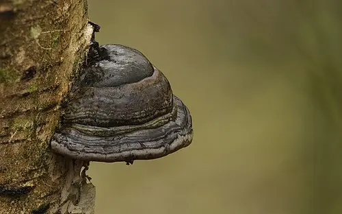 Hoof Fungus