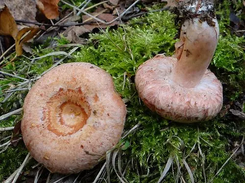 Woolly Milkcap