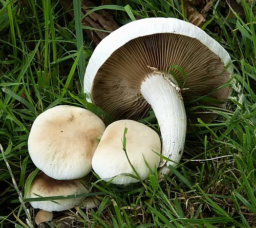 Poplar Fieldcap