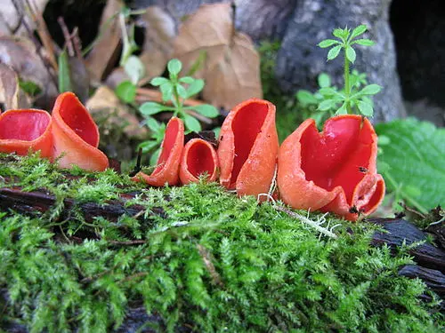 Ruby Elfcup