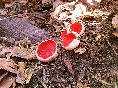Another view of Ruby Elfcup