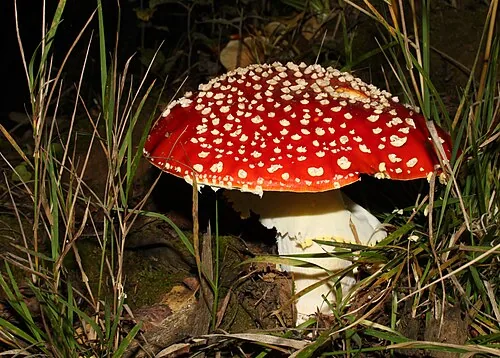 Another view of Fly Agaric