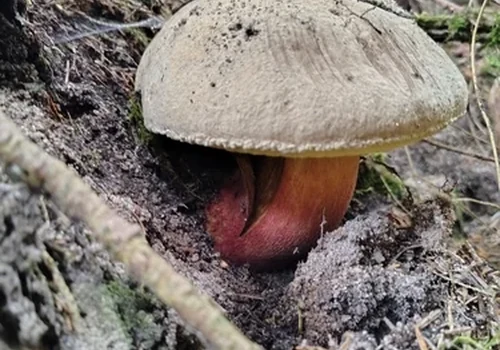 Another view of Bitter Beech Bolete