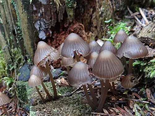 Bark Bonnet