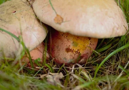Another view of Ruby Bolete