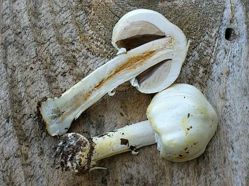 Another view of Wood Mushroom