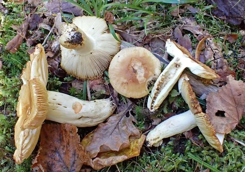 Another view of Least Stinking Brittlegill