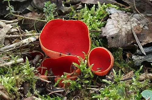 Scarlet Elfcup